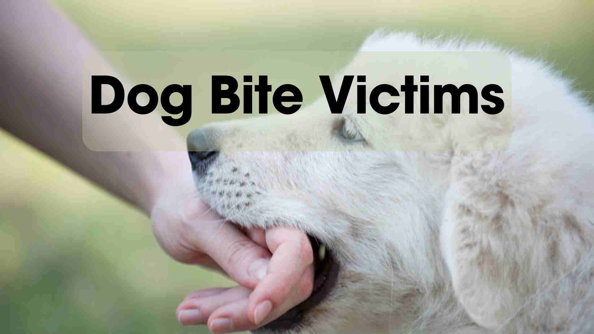 The Losses a Dog Bite Victim Will Face